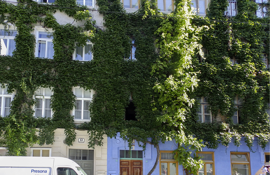 2 Wohl proportionierte Fassadenbegrünung mit Wildem Wein