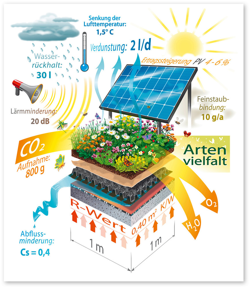 5 Leistungsvermögen einer extensiven Dachbegrünung auf einem ­Quadratmeter
