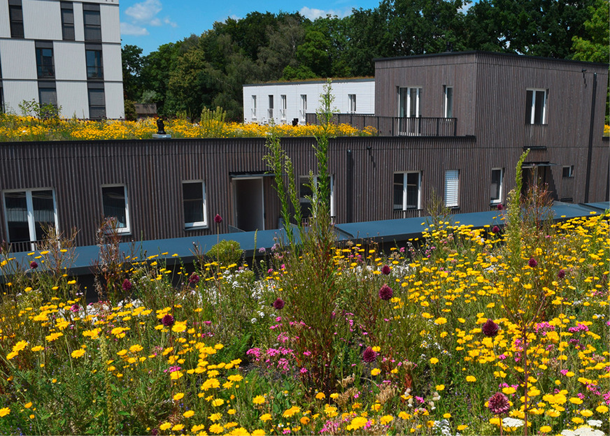 9 Abgesehen von dem positiven Einfluss auf das städtische Mikroklima fördert eine extensive und blütenreiche Begrünung die Artenvielfalt.