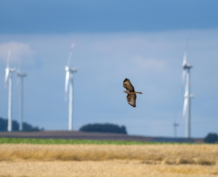 Rotmilane wie diesen sieht man oft in Brandenburg - Windparks ebenfalls.