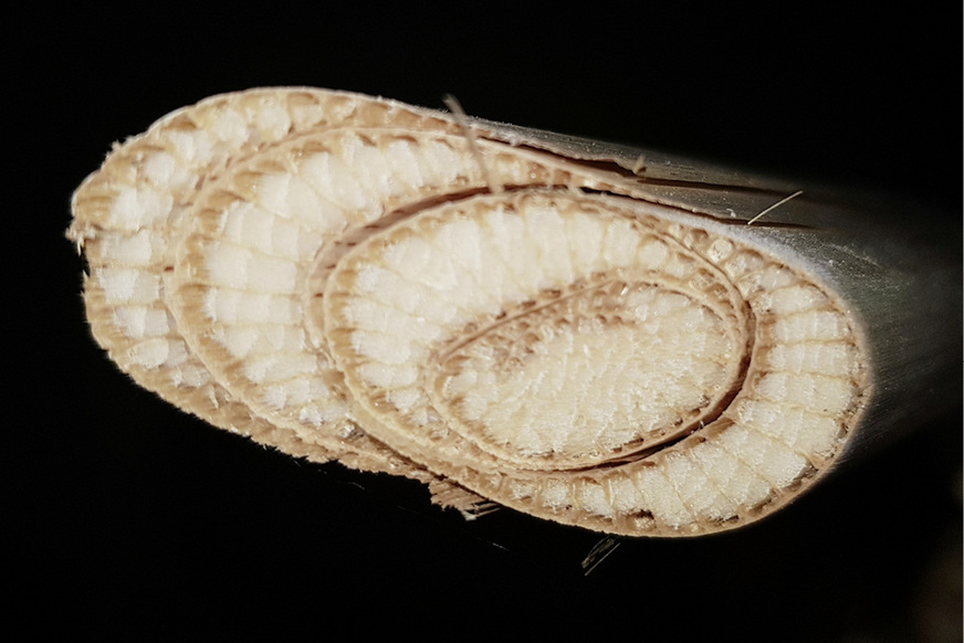 5  Blattbündelquerschnitt von Typha angustifolia mit gut dämmendem Schwammgewebe, umschlossen von stabilem Stützgewebe mit hohen Zugfestigkeiten.