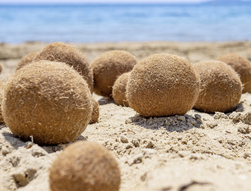 6 Diese zwei bis zehn Zentimeter großen Bälle aus Seegras werden von den Wellen im Meer geformt und so an den Strand gespült. Die Pflanzenfasern verfügen seit 2010 über eine bauaufsichtliche Zulassung als Stopf- und Schüttwolle. Aber nur sehr wenige Hersteller in Deutschland vertreiben bislang diesen Naturdämmstoff.