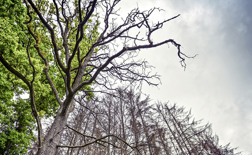 3 Nicht nur der Holzeinschlag bzw. der Verbrauch reduziert den Waldbestand – auch das sich verändernde Klima mit allen damit verbundenen Folgeschäden macht dem Waldbestand zu schaffen.