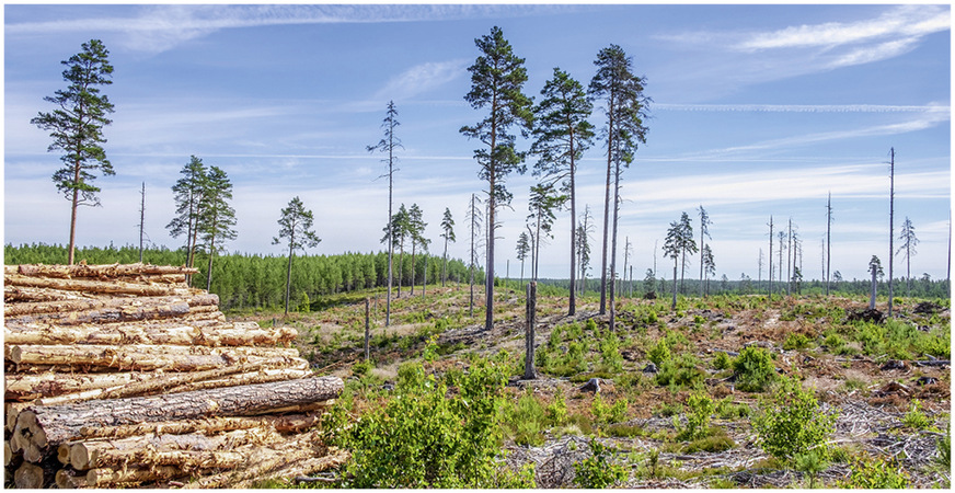 4 Sturmschäden und Schädlingsbefall erhöhen den Noteinschlag – das damit anfallende Kalamitätenholz drückt den Preis, minimiert die Erlöse und erschwert somit die Finanzierung von Neupflanzungen.