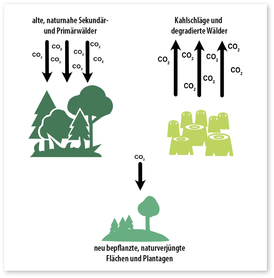 6 Neu gepflanzte Bäume können auf Jahrzehnte hinaus nicht so viel CO₂ binden wie alte naturnahe Primärwälder.