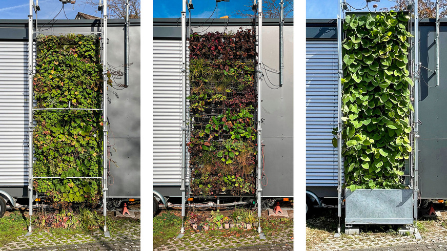 Begrünungsvarianten (von links): ﬂächige und wandgebundene Begrünung, Misch-/Regalsystem mit horizontaler Wuchsebene und bodengebundene Begrünung mit Kletterpflanzen