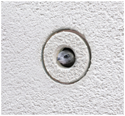 Höhlenbrüter wie der Mauersegler finden mit entsprechenden Nisthilfen auch in Neubauten und modernisierten Altbauten ihr Zuhause.