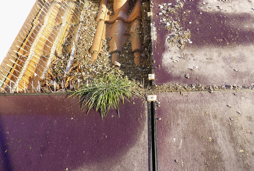 Hier verschmutzt Taubenkot die Module und lässt Gräser sprießen.