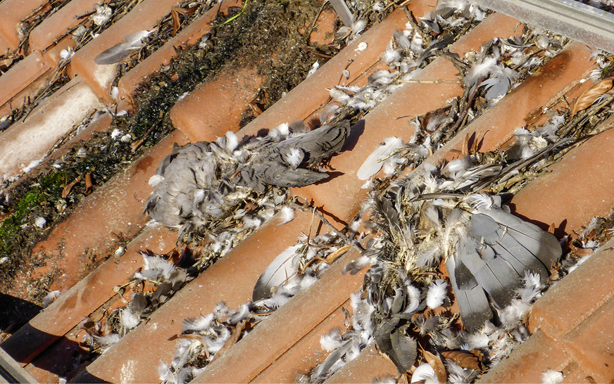 Der Befall mit Tauben ist nicht zu unterschätzen, wie dieses Bild zeigt.