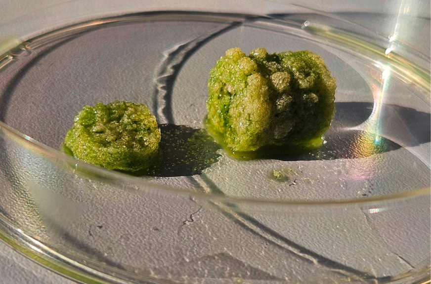 3 Biobeton: Cyanobakterien, ernährt mit Zucker und Licht, verwandeln Sand und Basalt mittels Photosysnthese in gesteinsartige Strukturen.