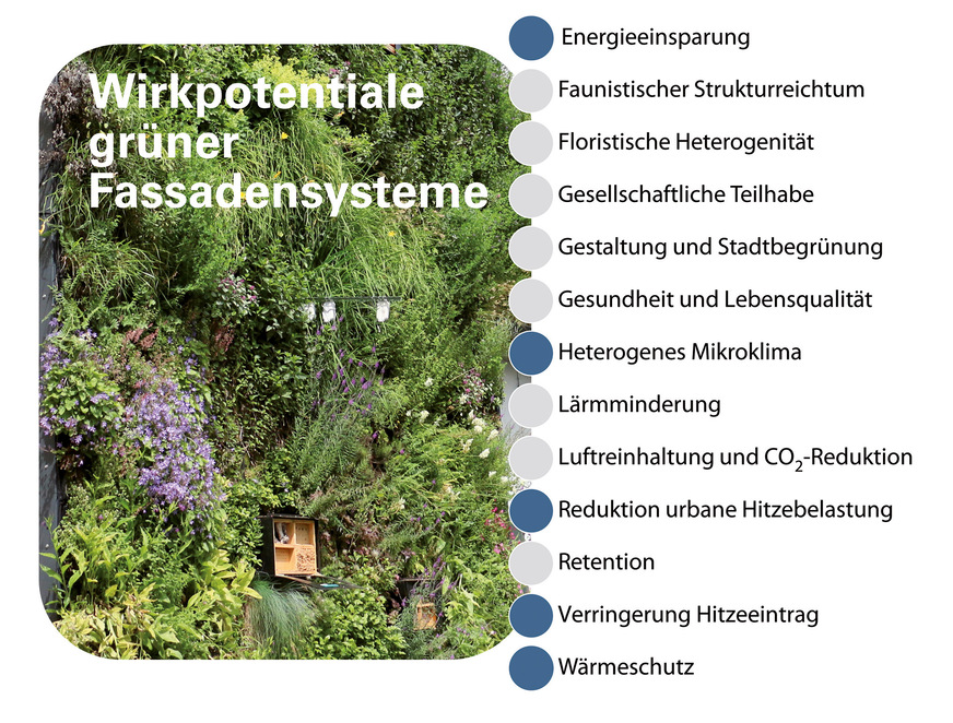 12 Wirkpotenziale grüner Fassadensysteme nach [10] – blau markiert sind Aspekte mit klimaregulierender Wirkung