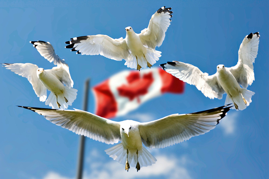 Windschatten, optimaler Auftrieb oder schlicht entschiedener sauberer Flug im kraftgebenden Gleichtakt. Was für Offshore-Windturbinen das beste wäre, müssen Forschung und Windparkbetreibende herausfinden.