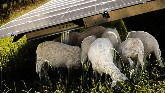 Die Pflege der Grünfläche übernehmen Schafe. Das kommt auch der Biodiversität zugute.