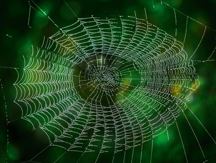 Feinfühliges Fädenspiel: Spinne im Netz beim Monitoring des Flugverkehrs