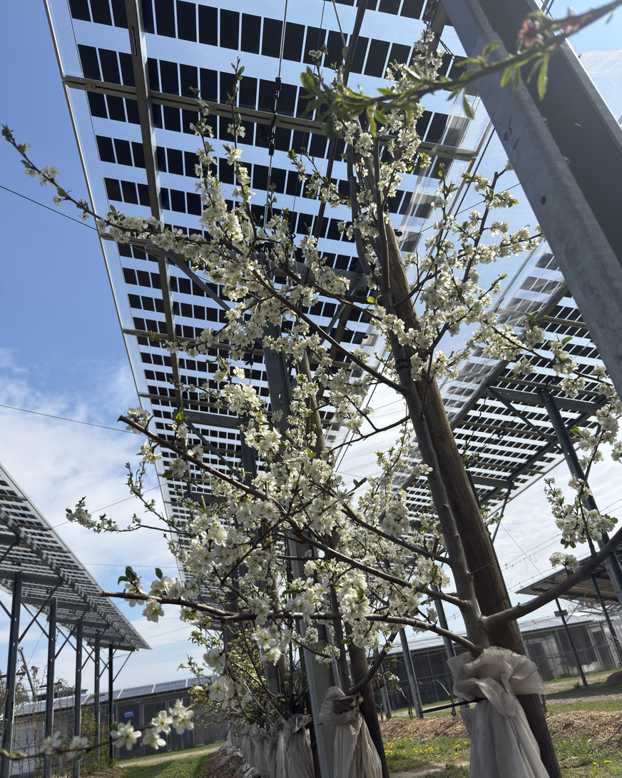 Obstbäumchen unter Agri-PV-Anlage