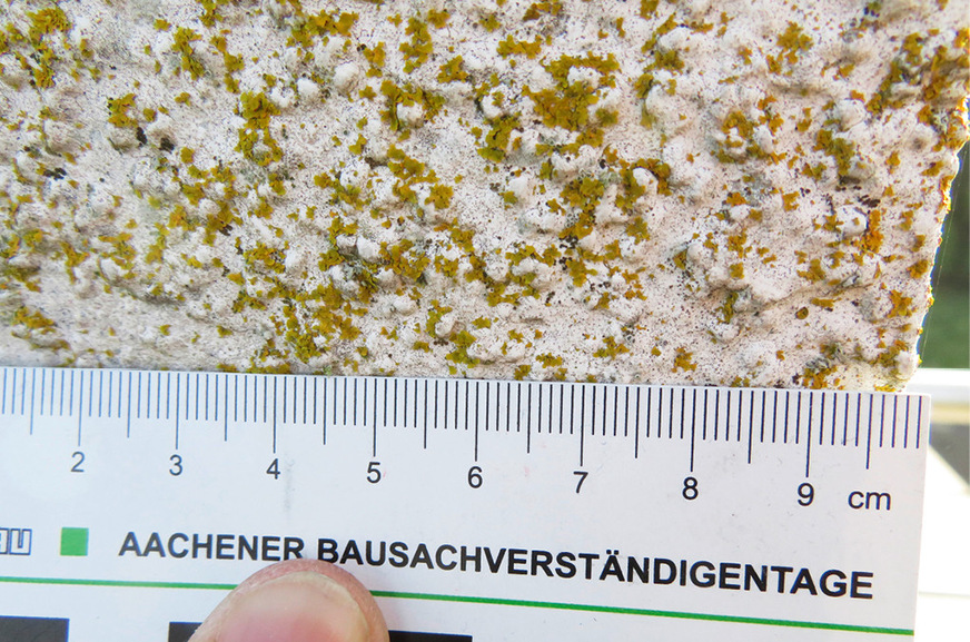 In der Detailaufnahme sehr gut erkennbar: deutlicher Algen- und Flechtenbefall auf der Putzoberfläche des Wärmedämm-Verbundsystems