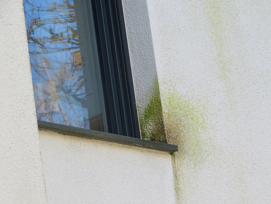 Die zusätzliche Spritzwasserbelastung in der Fensterleibung verstärkt die Befallsintensität.