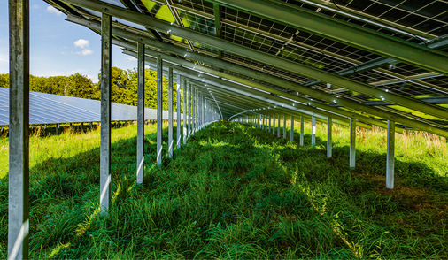 Der Bewuchs unter den Modultischen profitiert von der Verschattung, vor allem im Sommer.