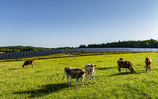 Rinder und Schafe nutzen das Grünland als Weide.