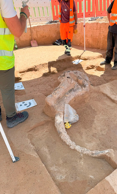 Gesichert: Eiszeitfunde auf der Baustelle bei Lauda-Königshofen.