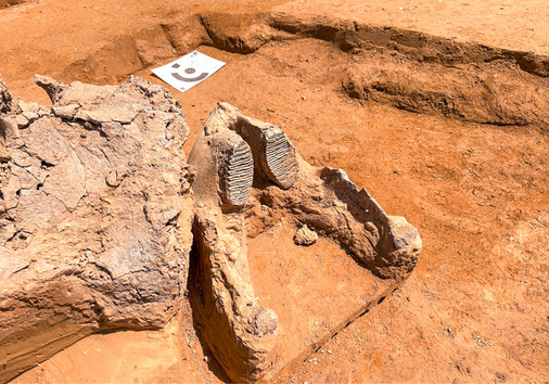 Ganz schön groß: der Unterkiefer des Mammuts mit Kauzähnen.