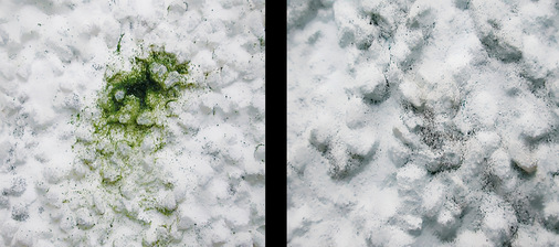 Links: typisches Erscheinungsbild für Algen, rechts: typisches Erscheinungsbild bei Bakterien