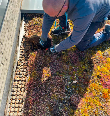 Langzeitversuch mit begrüntem Umkehrdach: Nach drei Wintern wurden Proben der XPS-Dämmstoffplatten des Herstellers Austrotherm entnommen. Sie zeigten keinerlei Wasseraufnahme.