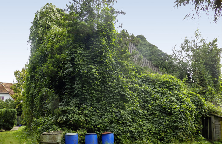 1 Beispiel für ein „Zuviel“ an Gebäudegrün: Efeu überwuchert ein Gebäude.