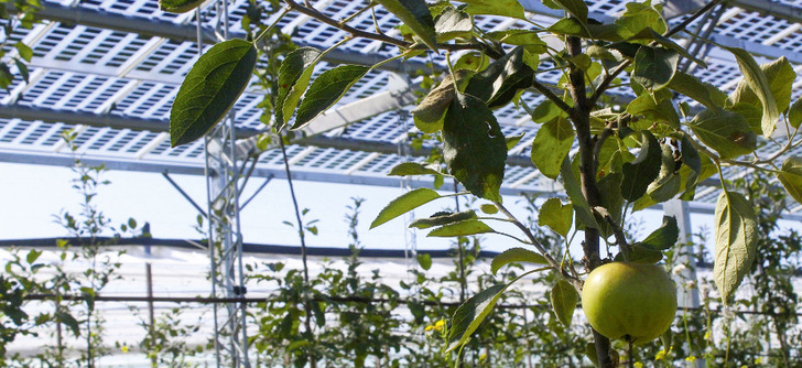 Grünes Licht für Agri-PV – aber Bedenken des BSW.