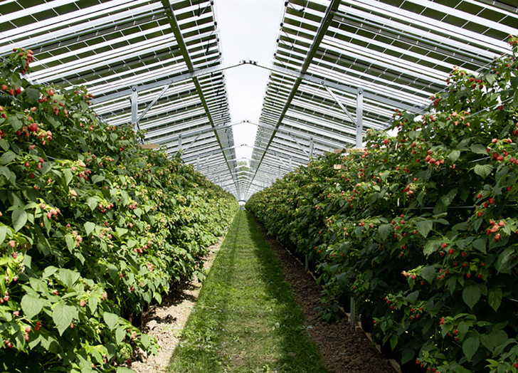 Hagel und Regen können keinen Schaden anrichten: Ein niederländischer Landwirt hat mit den Solarmodulen über seinen Himbeerpflanzen sehr gute Erfahrung gemacht.