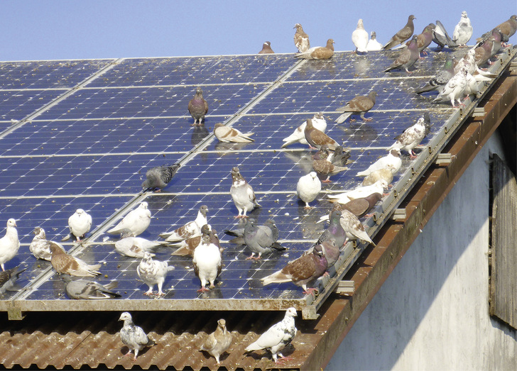 Solche Bilder sind vor allem im städtischen Bereich nicht selten. - © Foto: Ökologische Solarreinigung Solche Bilder sind vor allem im städtischen Bereich nicht selten.