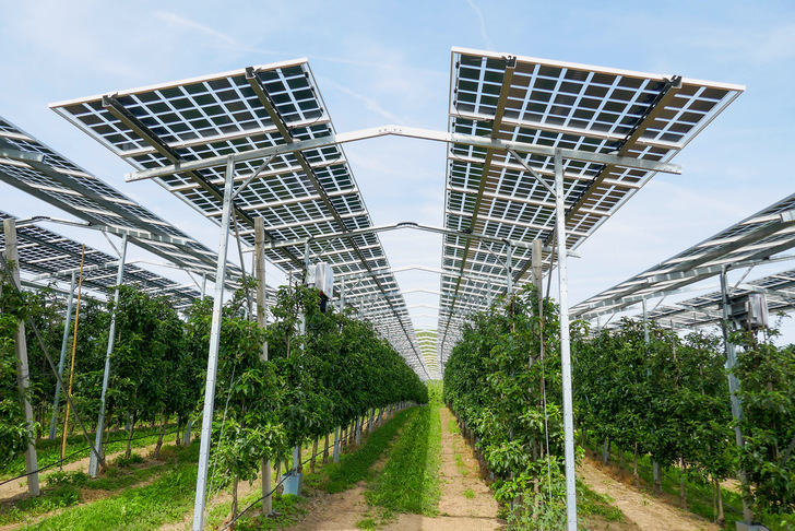 Horizontal aufgestellte Solarmodule dienen als Solardach für den Obst- und Beerenanbau. Es ist eine der Varianten, die sich bisher hauptsächlich durchgesetzt haben.