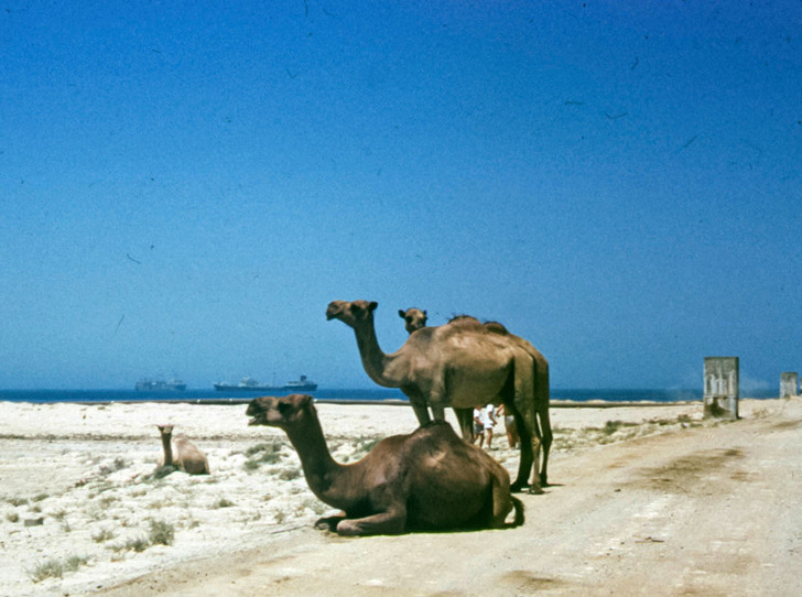 Kamele ruhen auf einer Sandstraße mit dem Meer und Schiffen im Hintergrund unter einem klaren blauen Himmel. - © Foto: Brett Jordan - pexels