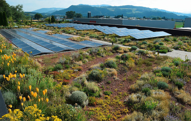 1 Dachbegrünung mit unterschiedlichen Pflanzenarten und einem Steg, der mittig zwischen den PV-Modulen durchführt.