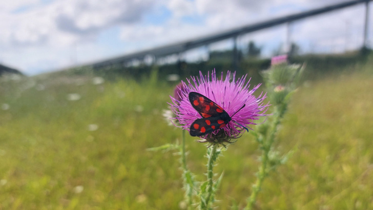 In den Solarparks haben die Studienautoren viele Pflanzen- und Tierarten gefunden, die von den Landwirtschaftsflächen vertrieben wurden.
