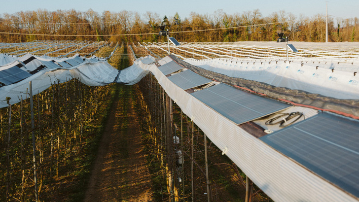 Die leichten Module werden direkt auf die Konstruktion montiert, die eigentlich für die Hagelschutznetze und Schutzfolien gebaut wurden.