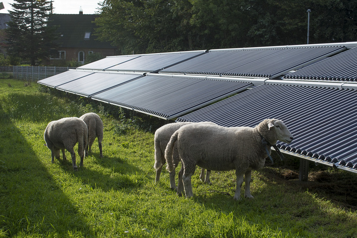 Eigentlich eine normale Sache: Die Schafe zeigen sich wenig beeindruckt von der Solarthermie. Was aber im Umkehrschluss heißt, dass sie nicht stört.