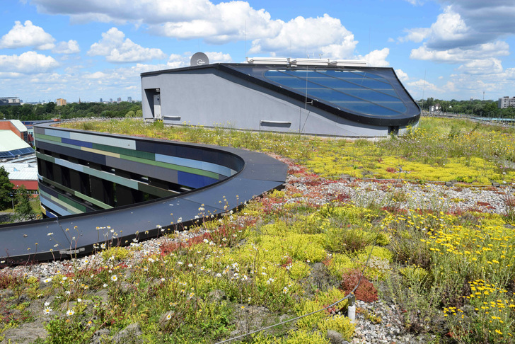 Beispiel eines extensiv begrünten Daches: Diese Art der Begrünung gilt als eher pflegeleicht, kann weitgehend sich selber überlassen werden.