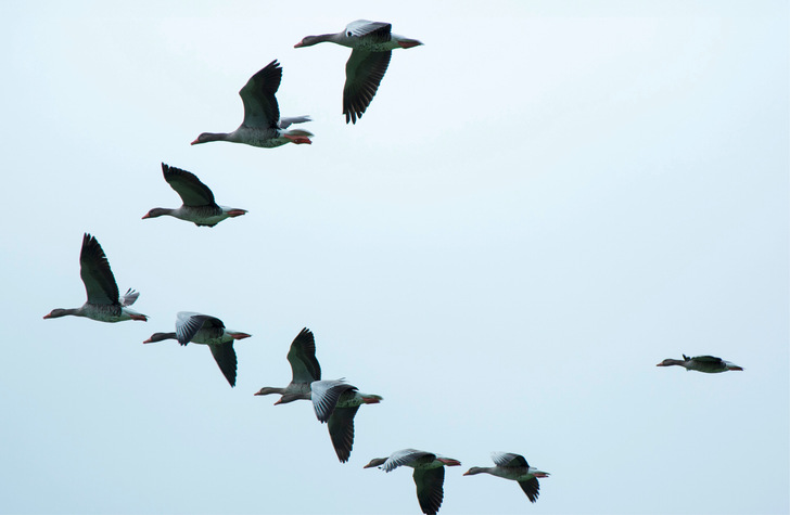 Bester Auftrieb in richtiger und flexibler Formation – ­Vogelflug als denkbares Vorbild für Windparks?