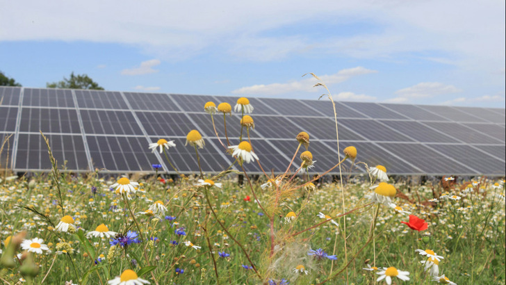 Beim Solarpark in Dedendorf ist auch die Biodiversität wichtig – genauso wie die Bürgerbeteiligung.