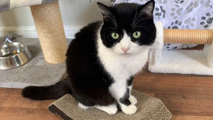 Symbolbild der Tierschutzorganisation Peta einer geretteten Katze