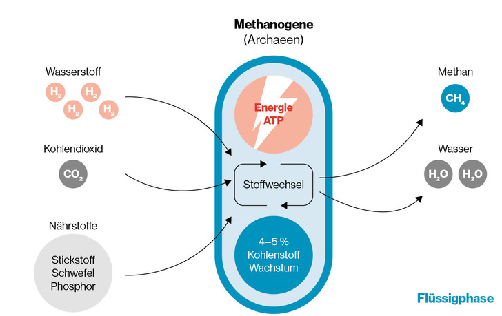 Biologische Methanisierung durch methanbildende Mikroben (Archaeen).