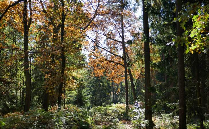 Gesunder Mischwald als Treibhausgassenke – ein Element im Klimaschutzplan 2026