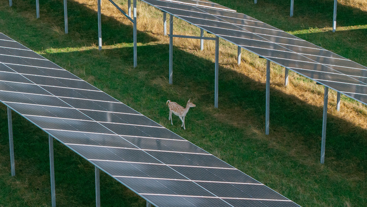 Wildpark-PV-Anlage Sötern mit Damwild