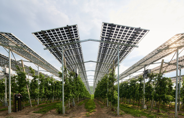 Die hohe Aufständerung von Agri-PV-Systemen verursacht auch höhere Kosten. Diese müssen ­wieder ­refinanziert werden.