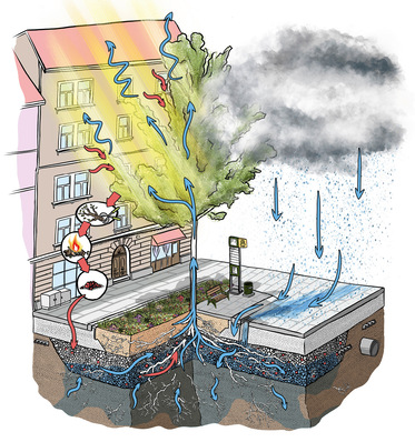 Das Schwammstadt-Prinzip bedeutet, den Stadtraum neu zu denken und zu planen, um mit grün-blauer Infrastruktur sowohl das Regenwasser­management als auch das Mikroklima in der Stadt an die Konsequenzen des Klimawandels anzupassen.