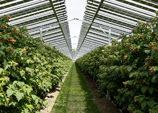 Hagel und Regen können keinen Schaden anrichten: Ein niederländischer Landwirt hat mit den Solarmodulen über seinen Himbeerpflanzen sehr gute Erfahrung gemacht.