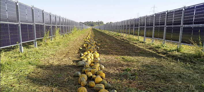 In diesem Jahr hat der Landwirt Kürbisse zwischen den Modulen angebaut. In den nächsten beiden Jahren werden die Früchte wechseln.