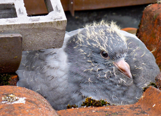 Tauben lieben Solaranlagen als gut geschützte Brutstätten.