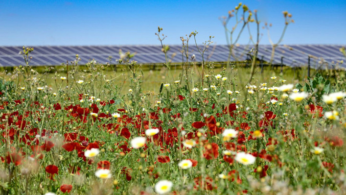 Beim Bau und Betrieb der beiden neuen Solarparks sollten Planer und Kommunen auf Biodiversität achten.